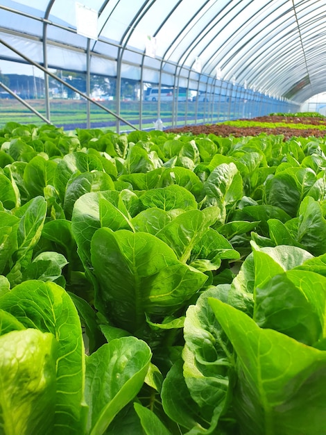 Leafy vegetables are growing in indoor farm/vertical farm. vertical farm Free Photo
