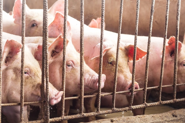 Premium Photo | Lean Hogs In A Farm, Closeup Of Photo