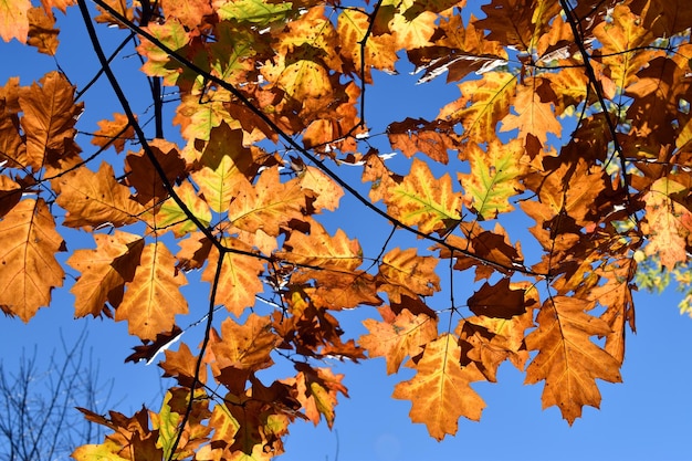 Premium Photo | Leaves of the american oak (quercus rubra) in backlit ...