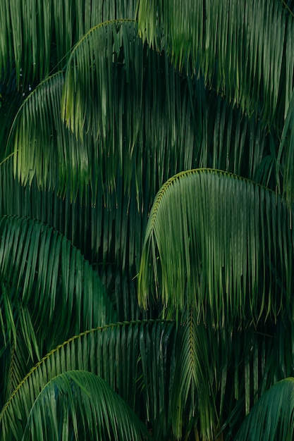 Leaves of palm tree background | Free Photo