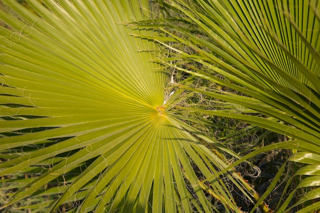 Premium Photo | Leaves of the palm tree livistona chinensis