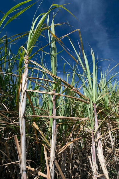 Premium Photo | Leaves and sugarcane stem