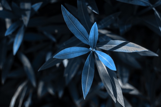 Premium Photo | Leaves texture natural background. blue color ...