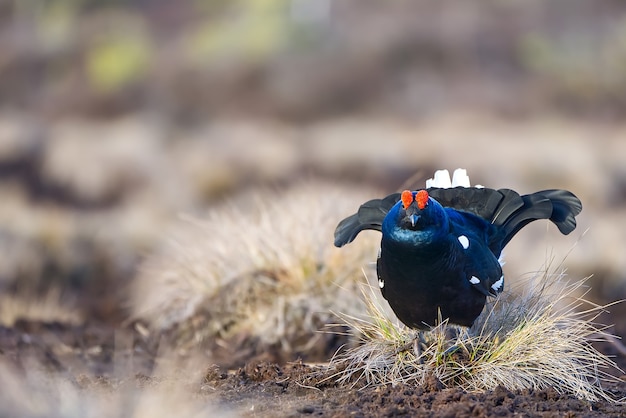 Premium Photo | Lekking Black Grouse On Morning Swamp Spring Colors Of ...