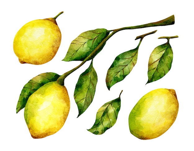 Premium Photo | Lemon watercolor illustrations citrus fruit branch ...