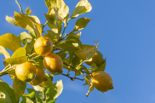 Premium Photo | Lemons hanging on tree