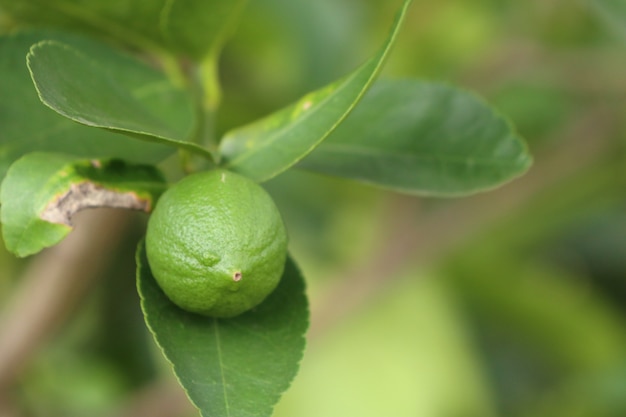 Premium Photo | Lemons tree in tropical