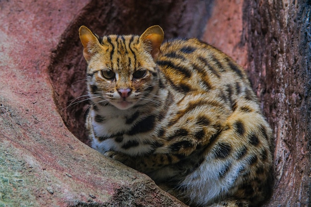 Prionailurus Bengalensis Images | Free Vectors, Stock Photos & PSD