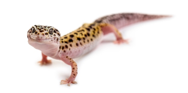 Leopard gecko in front of a white Premium Photo