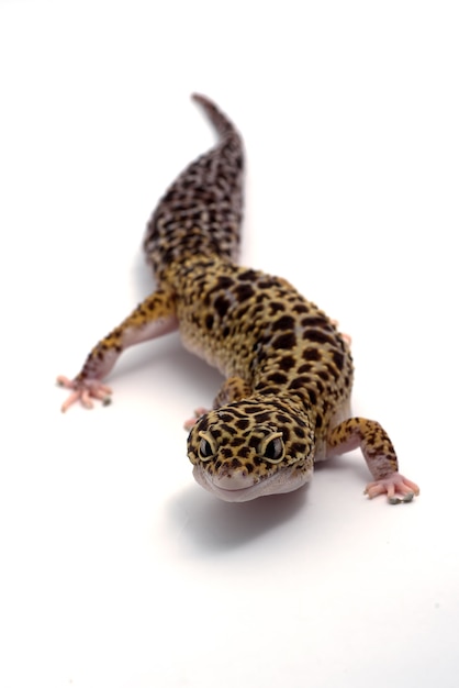 Premium Photo | Leopard gecko on isolated white background