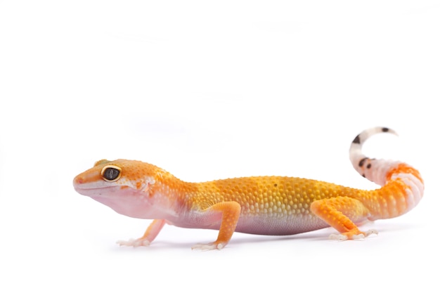 Premium Photo | Leopard gecko on white background