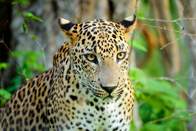 Free Photo | Leopard in the jungle