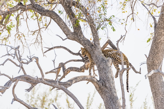 白い空に対してアカシアの木の枝から止まったヒョウ エトーシャ国立公園の野生生物サファリ アフリカのナミビアの主要な旅行先 プレミアム写真