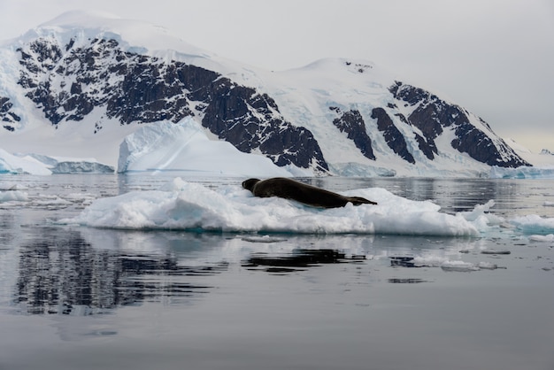 Premium Photo | Leopard seal on ice