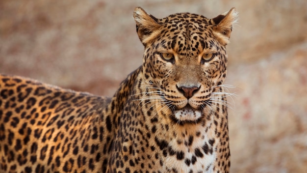 Leopard | Free Photo