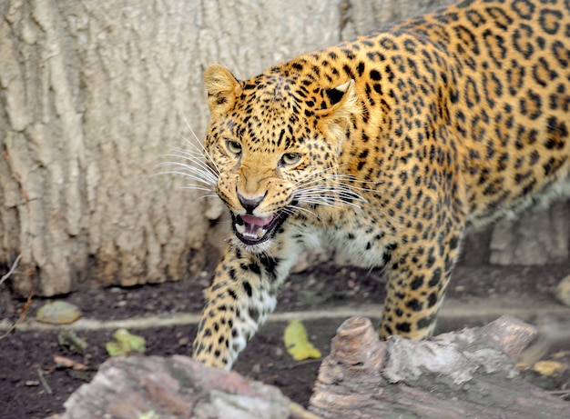 Premium Photo | Leopard