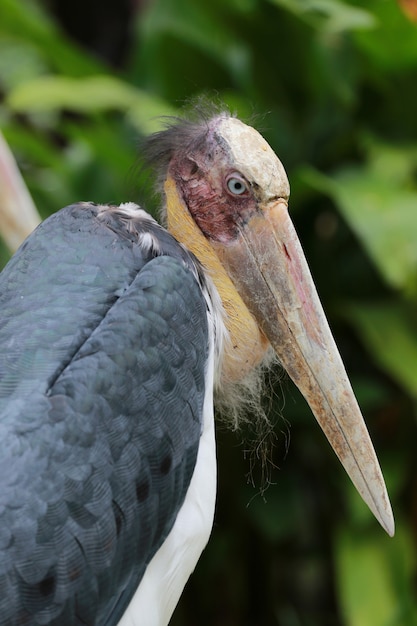 Lesser adjutant stork  of tropics bird Premium Photo