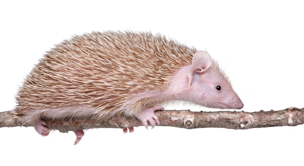 Premium Photo | Lesser hedgehog tenrec , echinops telfairi on a white ...