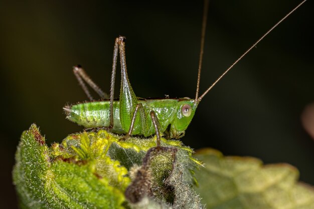 Premium Photo | Lesser meadow katydid nymph of the genus conocephalus