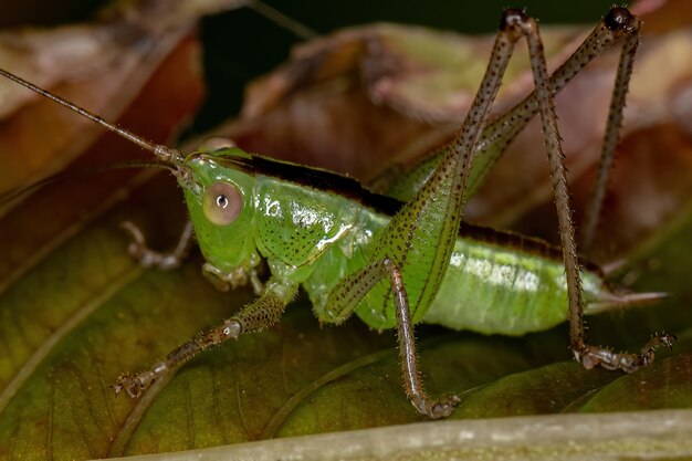 Premium Photo | Lesser meadow katydid nymph of the genus conocephalus