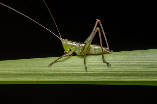 Premium Photo | Lesser meadow katydid nymph of the genus conocephalus