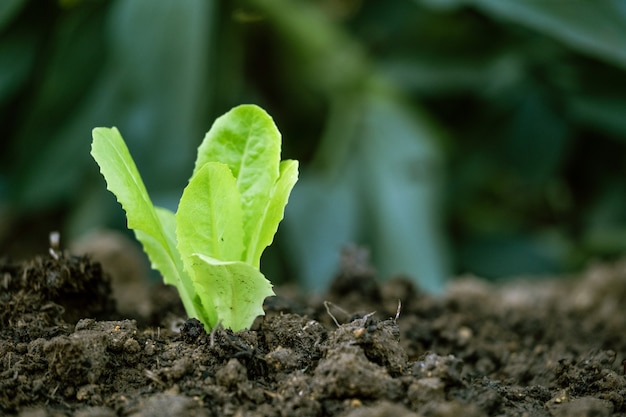 Premium Photo | Lettuce sprouting on cultivated land. organic farming ...