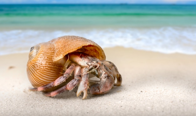 Life hermit crab on the beach Photo | Premium Download