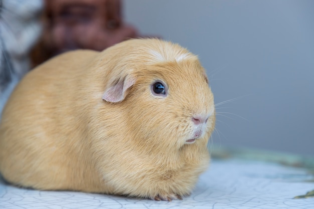 Premium Photo | Light brown cute cavia porcellus, guinea pig sit back ...