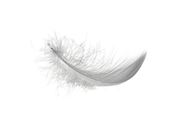 Premium Photo | Light fluffy gray feather isolated on a white ...