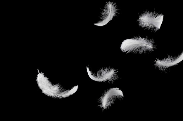 Premium Photo | Light fluffy white feathers floating in the dark.