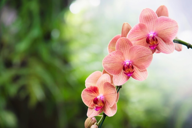 light orange orchid with green leaf beautiful nature flower blossom 1150 18099 - 5 Tempat Wisata di Kuching Paling Favorit Dikunjungi