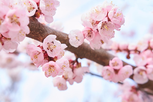 Light pink beautiful blooming tree of sakura on background of sky in ...