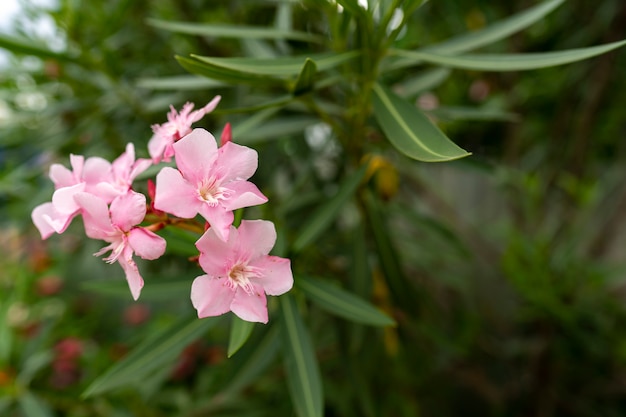 緑の葉が咲く淡いピンクのキョウチクトウの花 Nerium Oleander L 空きコピースペース プレミアム写真