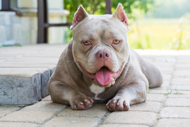 Premium Photo Lilac Color American Bully Dog Guards The House Outside