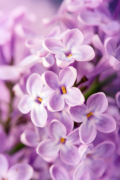 Premium Photo | Lilac flowers closeup