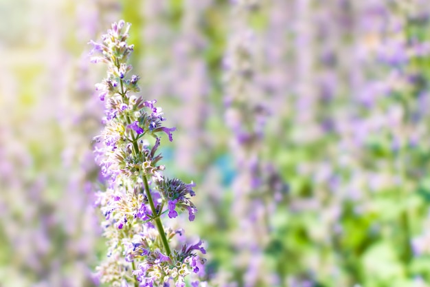 太陽の下で草原にキャットニップネペタfaasseniiのライラックの花 ランドスケープデザインの庭の観葉植物 コピースペースと自然の背景 プレミアム写真