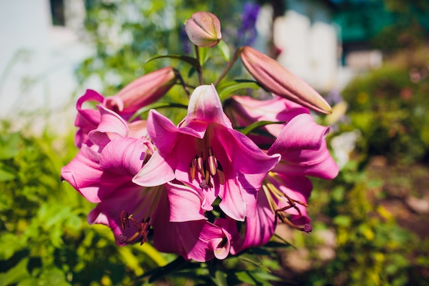 庭のユリの花 よく知られているオリエンタルスターゲイザーリリー プレミアム写真