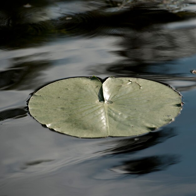 lily pad lake toy