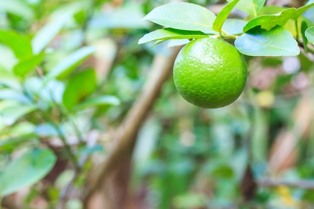 Premium Photo | Lime fruit on lemon tree have a green ball on the tree.