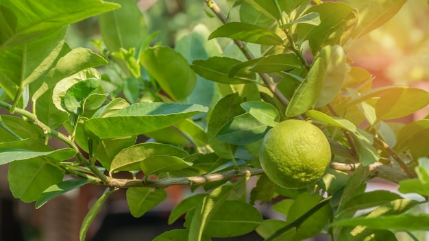 Premium Photo | Lime green tree