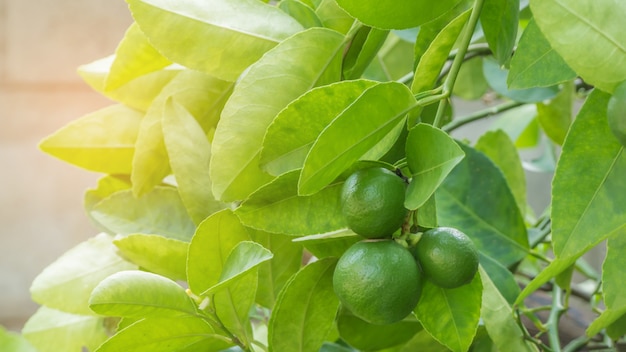 Premium Photo | Lime green tree