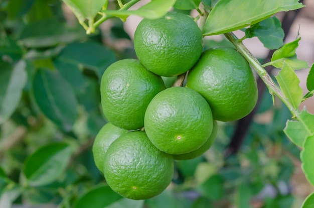 Premium Photo Lime Tree With Fruits