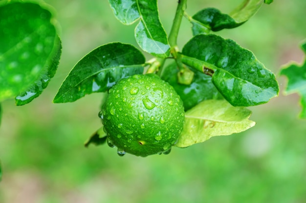 Premium Photo Limes Plant In The Vegetable Garden