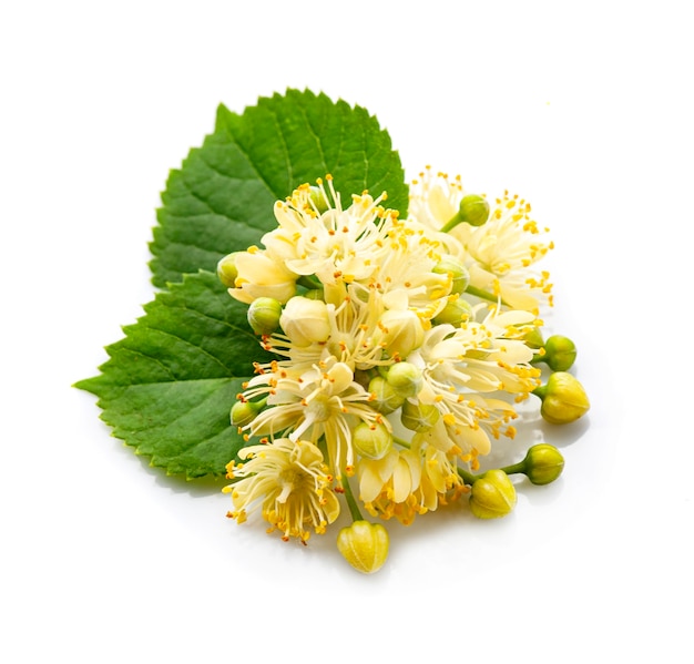 Premium Photo | Linden flowers isolated on white backgrounds