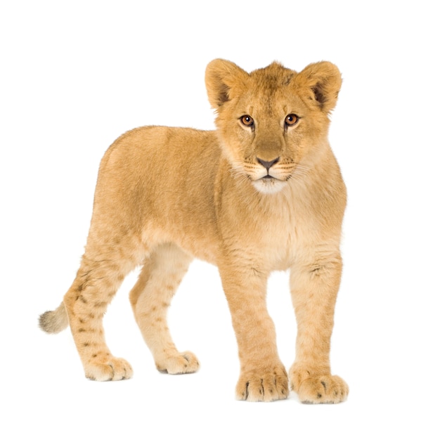 Premium Photo | Lion cub (6 months) isolated