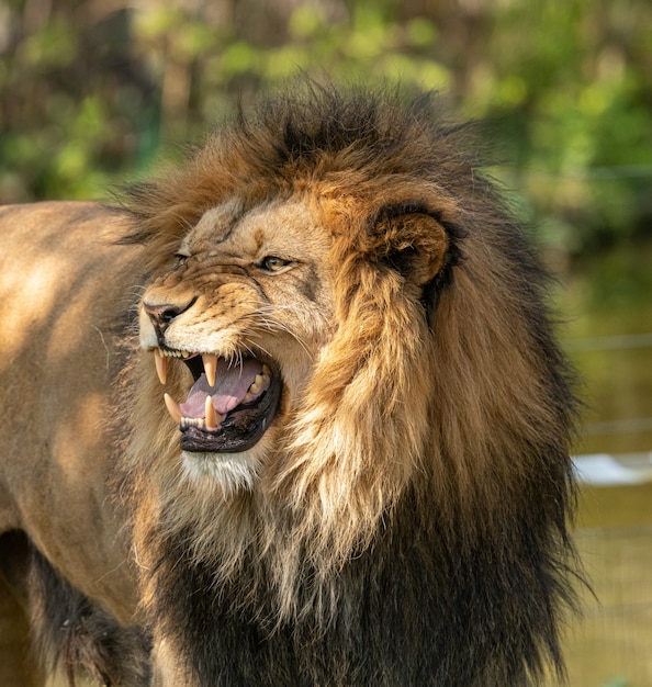 彼の歯を見せているライオン男性 プレミアム写真
