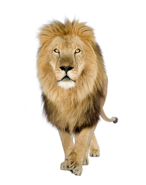 Premium Photo | Lion, panthera leo on a white isolated