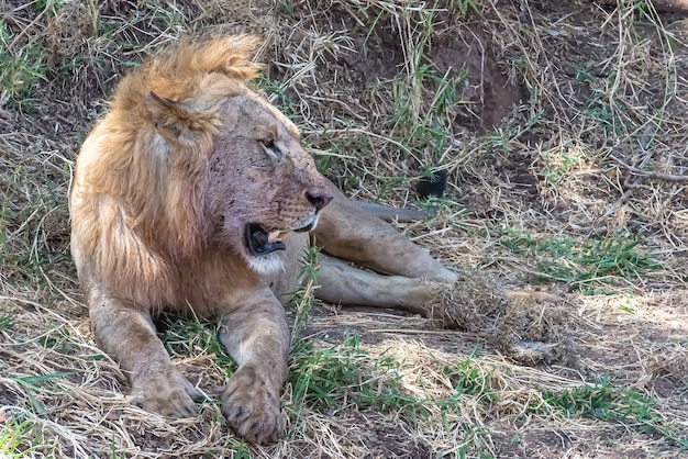 昼間は草や茂みで休んでいるライオン 無料の写真