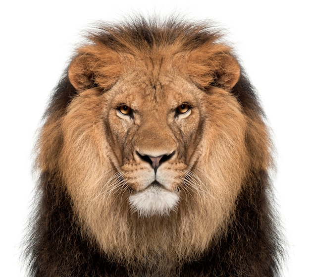 Download Free Lion Images Free Vectors Stock Photos Psd Use our free logo maker to create a logo and build your brand. Put your logo on business cards, promotional products, or your website for brand visibility.