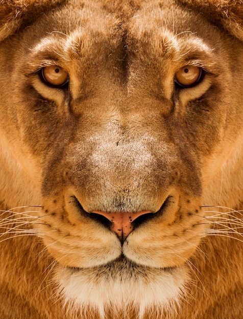 Premium Photo Lioness Close Up Portrait Face Of A Female Lion